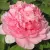 Пион ИМПЕРАТОРСКАЯ НАЛОЖНИЦА древовидный — описание сорта Пион ИМПЕРАТОРСКАЯ НАЛОЖНИЦА древовидный в Владикавказе