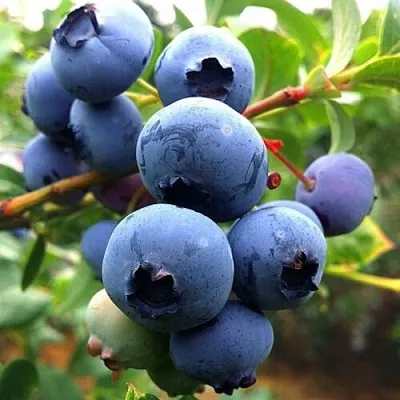 Голубика ДЮК  Голубика ДЮК в Владикавказе