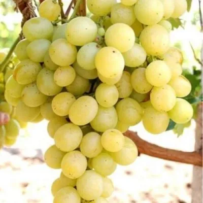 Виноград ТАЛИСМАН в Владикавказе