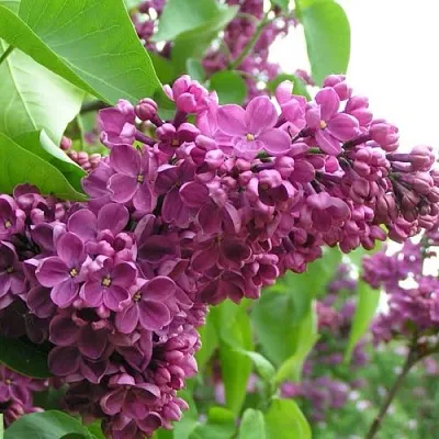 Сирень ДЕНЬ ПОБЕДЫ  Сирень ДЕНЬ ПОБЕДЫ в Владикавказе