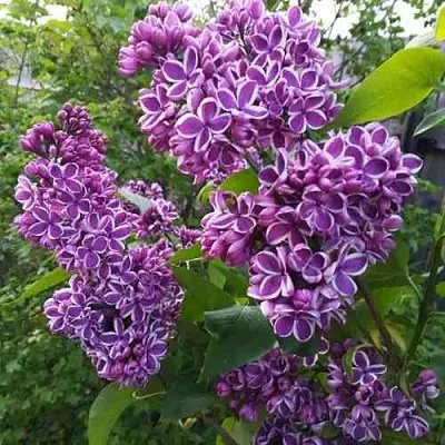 Сирень СЕНСАЦИЯ  Сирень СЕНСАЦИЯ в Владикавказе