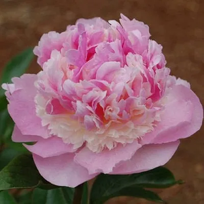 Пион ЭНДЖЕЛ ЧИКС травянистый  Пион ЭНДЖЕЛ ЧИКС травянистый в Владикавказе