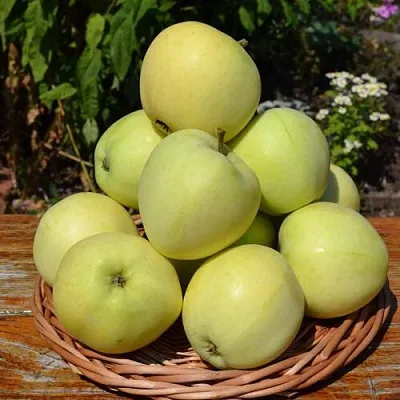 Яблоня ПАПИРОВКА  Яблоня ПАПИРОВКА в Владикавказе