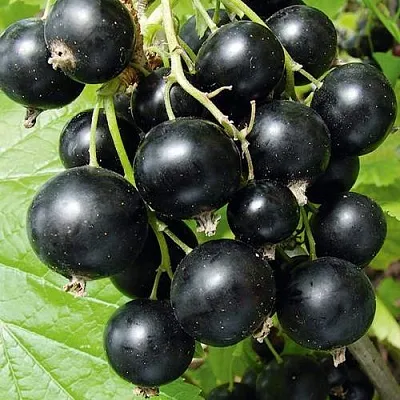 Смородина черная АРАПКА  Смородина черная АРАПКА в Владикавказе