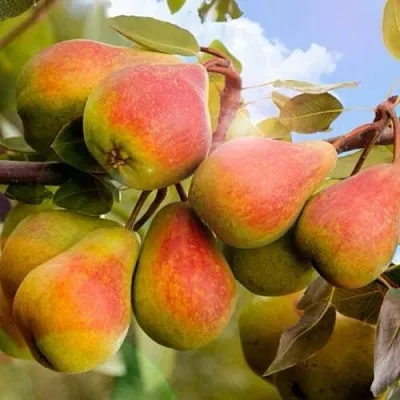 Груша ЗАБАВА  Груша ЗАБАВА в Владикавказе