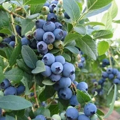 Голубика ЭЛЛИОТ  Голубика ЭЛЛИОТ в Владикавказе