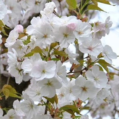 Сакура САНСЕТ БУЛЕВАРД  Сакура САНСЕТ БУЛЕВАРД в Владикавказе