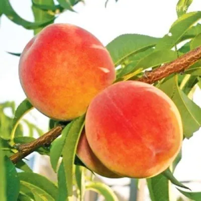 Персик ОНТАРИО — описание сорта Персик ОНТАРИО в Владикавказе