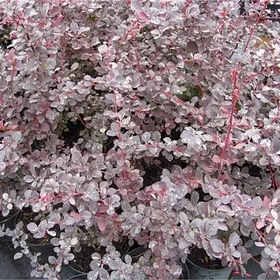 Барбарис СИЛЬВЕР МИЛЕС оттавский   Барбарис СИЛЬВЕР МИЛЕС оттавский  в Владикавказе