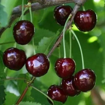 Черешня НАРОДНАЯ  Черешня НАРОДНАЯ в Владикавказе