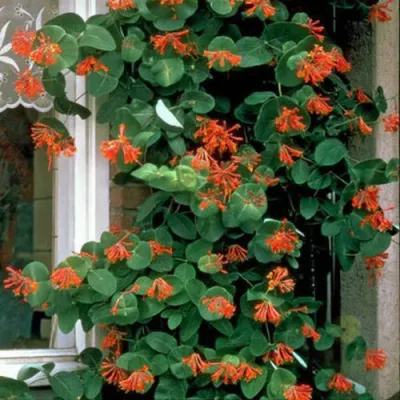 Жимолость ДРОМПОР СКАРЛЕТТ брауна в Владикавказе