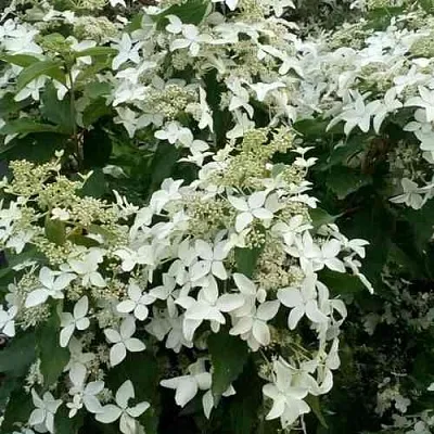 Гортензия МЭДЖИКАЛ СТАРЛАЙТ метельчатая  Гортензия МЭДЖИКАЛ СТАРЛАЙТ метельчатая в Владикавказе