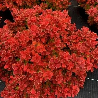 Барбарис РЕД ХОТ ЧИЛИ тунберга  Барбарис РЕД ХОТ ЧИЛИ тунберга в Владикавказе