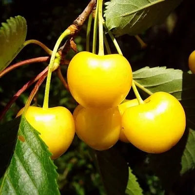 Черешня ЖУРБА  Черешня ЖУРБА в Владикавказе