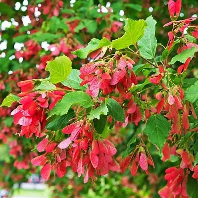 Клен татарский  Клен татарский в Владикавказе