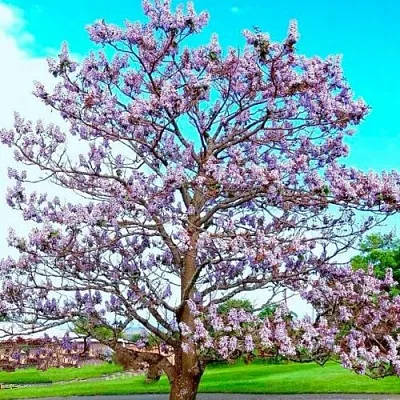 Павловния  Павловния в Владикавказе