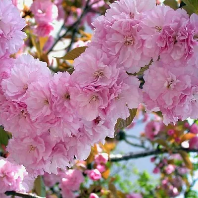 Сакура ОШИДАРЕ  Сакура ОШИДАРЕ в Владикавказе