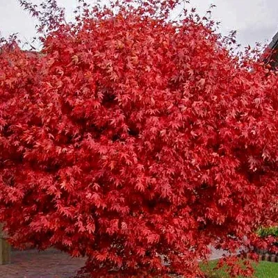 Клен гиннала   Клен гиннала  в Владикавказе