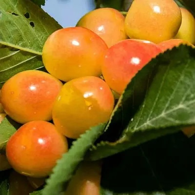 Дюк (черевишня) БЕЛОЧКА  Дюк (черевишня) БЕЛОЧКА в Владикавказе