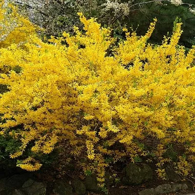 Форзиция ГОЛДЗАУБЕР средняя  Форзиция ГОЛДЗАУБЕР средняя в Владикавказе