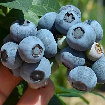 Голубика НЕЛЬСОН  Голубика НЕЛЬСОН в Владикавказе