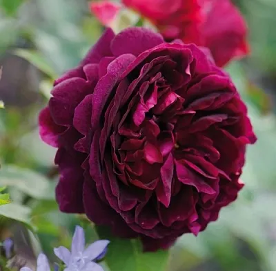 Саженцы роз МАНСТЕД ВУД английская  Саженцы роз МАНСТЕД ВУД английская в Владикавказе