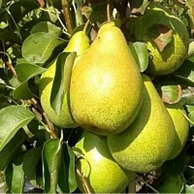 Груша ПАТЕН (ГЛУБОКСКАЯ)  Груша ПАТЕН (ГЛУБОКСКАЯ) в Владикавказе