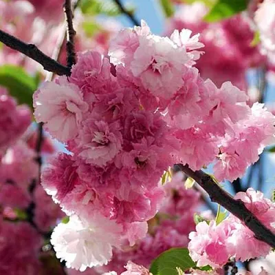 Сакура ПИНК ПЕРФЕКШН  Сакура ПИНК ПЕРФЕКШН в Владикавказе