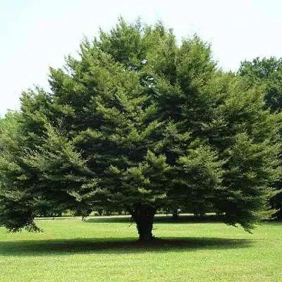 Бук обыкновенный  Бук обыкновенный в Владикавказе