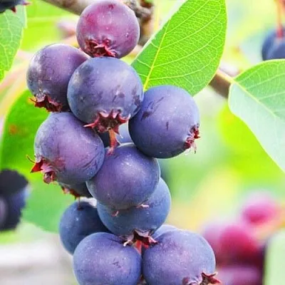 Ирга СМОУКИ  Ирга СМОУКИ в Владикавказе