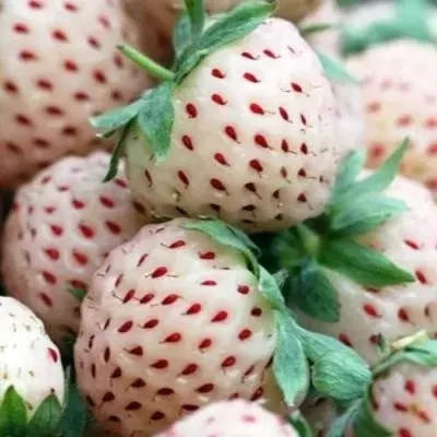 Клубника АНАНАСА ремонтантная — описание сорта Клубника АНАНАСА ремонтантная в Владикавказе