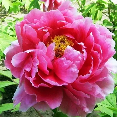 Пион ВОСХОД СОЛНЦА древовидный  Пион ВОСХОД СОЛНЦА древовидный в Владикавказе