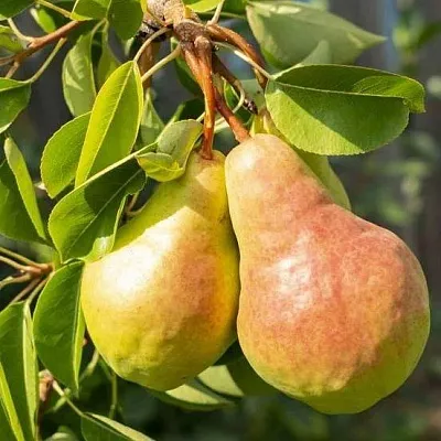 Летние сорта  Летние сорта в Владикавказе