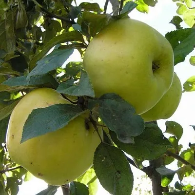 Яблоня АНТОНОВКА ОБЫКНОВЕННАЯ  Яблоня Антоновка Обыкновенная в Владикавказе