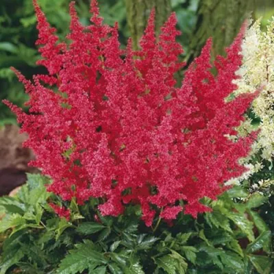 Астильба МОНТГОМЕРИ японская в Владикавказе