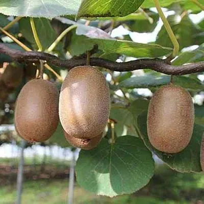 Актинидия ЗАКАРПАТЬЕ деликатесная  Актинидия ЗАКАРПАТЬЕ деликатесная в Владикавказе