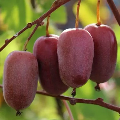 Актинидия ПУРПУРНО САДОВАЯ  аргута  Актинидия ПУРПУРНО САДОВАЯ  аргута в Владикавказе