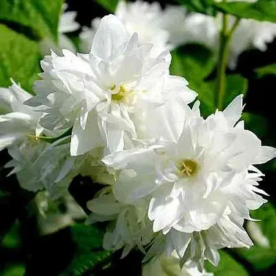 Жасмин ДАМ БЛАНШ  Жасмин ДАМ БЛАНШ в Владикавказе