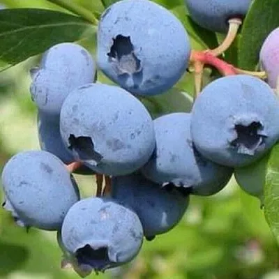 Голубика ДАРРОУ  Голубика ДАРРОУ в Владикавказе