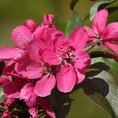 Яблоня НЕДЗВЕЦКОГО  Яблоня НЕДЗВЕЦКОГО в Владикавказе