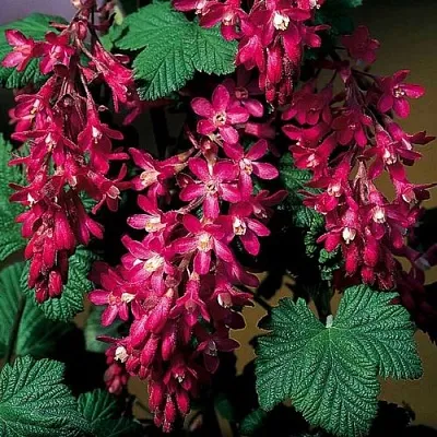 Смородина кроваво-красная  Смородина кроваво-красная в Владикавказе