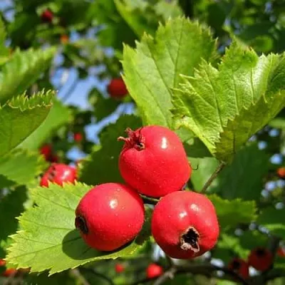 Боярышник МЯГКОВАТЫЙ в Владикавказе