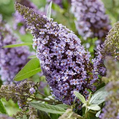 Буддлея давида БАТТЕРФЛЯЙ КАНДИ ЛИЛА СВИТХАРТ  Буддлея давида БАТТЕРФЛЯЙ КАНДИ ЛИЛА СВИТХАРТ в Владикавказе