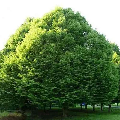 Граб японский  Граб японский в Владикавказе