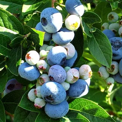 Голубика ВЕЙМУТ  Голубика ВЕЙМУТ в Владикавказе