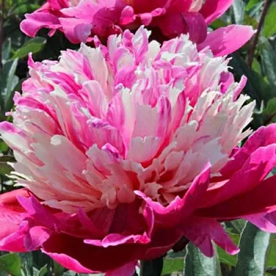 Пион ДЕЙДРИМ травянистый  Пион ДЕЙДРИМ травянистый в Владикавказе