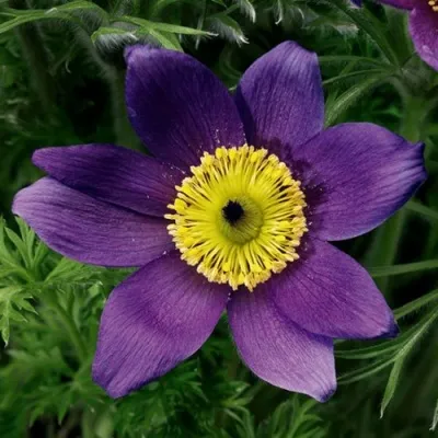 Прострел ПИНВИЛ БЛЮ ШЕЙДЕС в Владикавказе