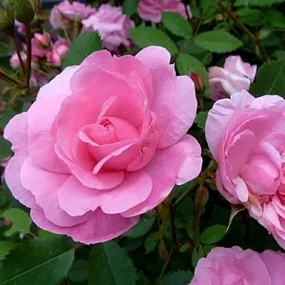 Саженцы роз ДЖОН ДЭВИС плетистая  Саженцы роз ДЖОН ДЭВИС плетистая в Владикавказе