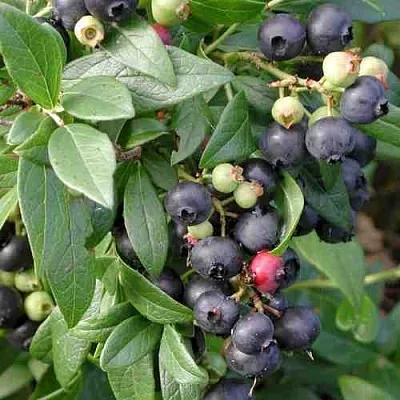 Голубика ПУТТЕ  Голубика ПУТТЕ в Владикавказе