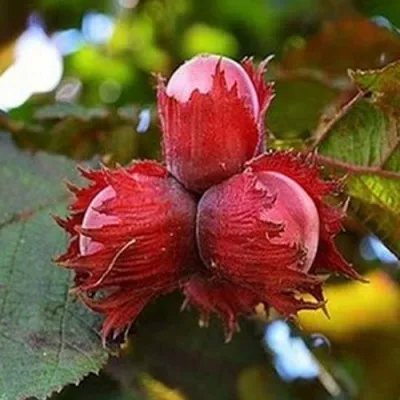 Фундук КРАСНЫЙ ЯНТАРЬ — описание сорта Фундук КРАСНЫЙ ЯНТАРЬ в Владикавказе